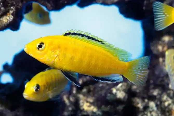 GB MALAWI Pyszczak Yellow - dowóz ryb!
