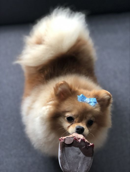 Померанське диво - чудова дівчинка