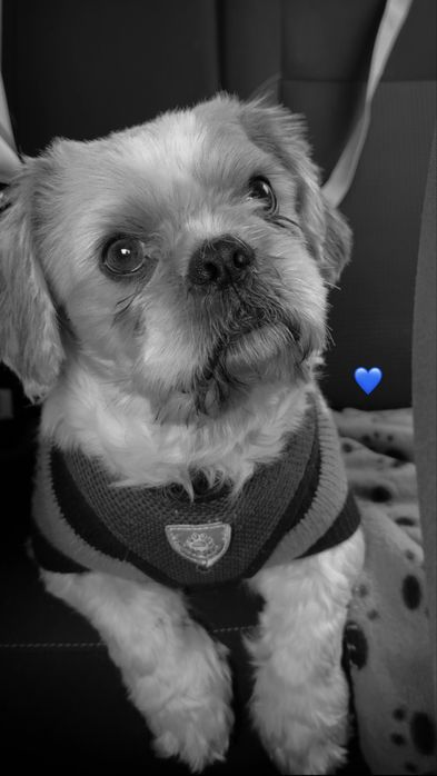 ‼️ ZAGINĄŁ PIES – SHIH TZU ‼️