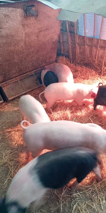 Продам поросяток