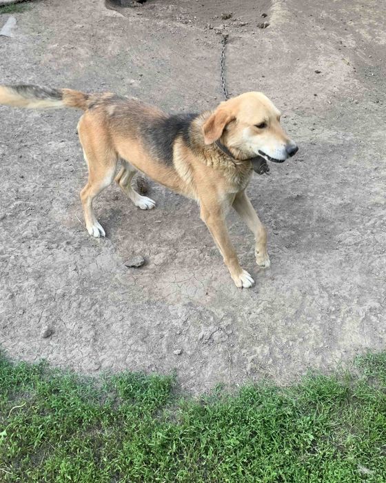 Пес в добрі руки