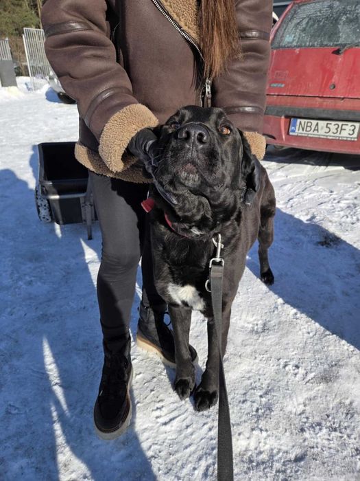 FIGARO - Schronisko dla Zwierząt w Ostródzie