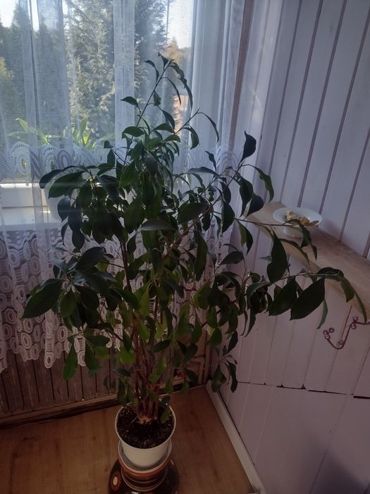 kwiat doniczkowy fikus benjamin