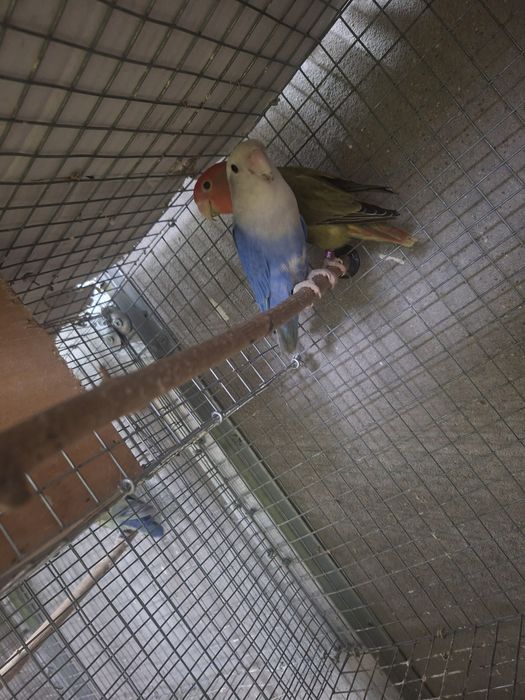 Vendo casais de agapornis