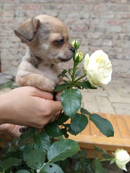Chihuahua umaszczenie blue sable cudowna perełka :)