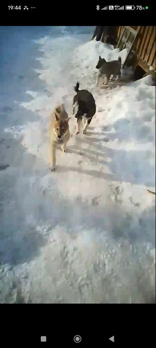 Продам щенят лайка