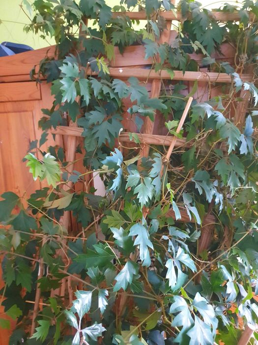 Kwiatek doniczkowy Cissus (ogromny) do domu/biura