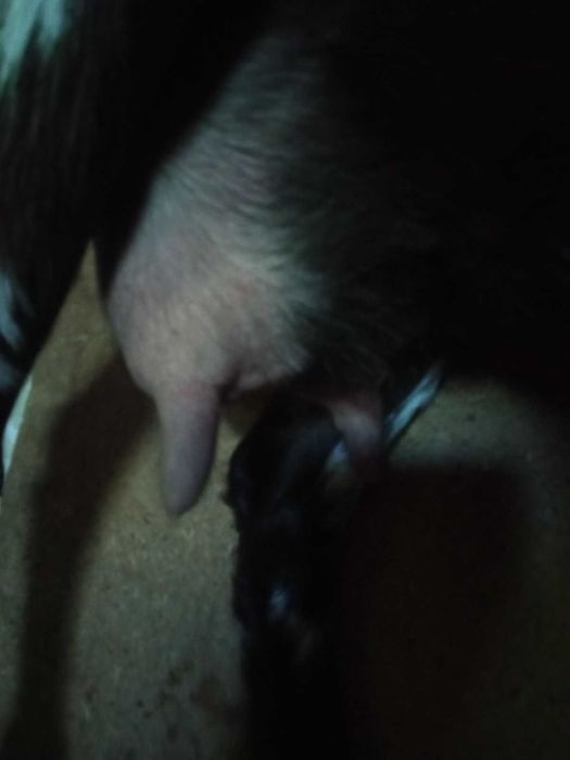 Кози зааненьські та заано-нубійські