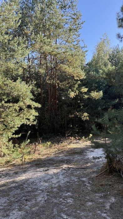 Продам масив землі 26 Га. С. Фасова. Без комісіі для Покупця