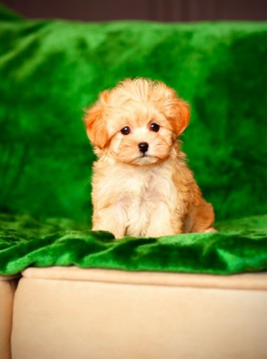 Карамельні мальтіпу ф1. SUPER VIP цуценята мальтіпу. Щенки мальтипу.