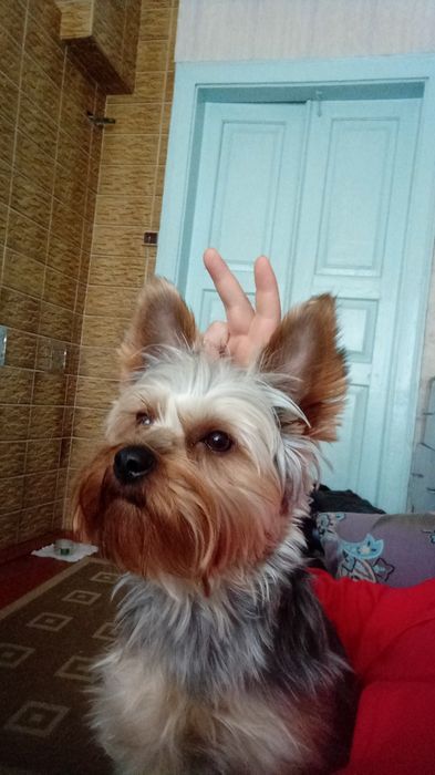 Вязка Йоркшеский тэръер