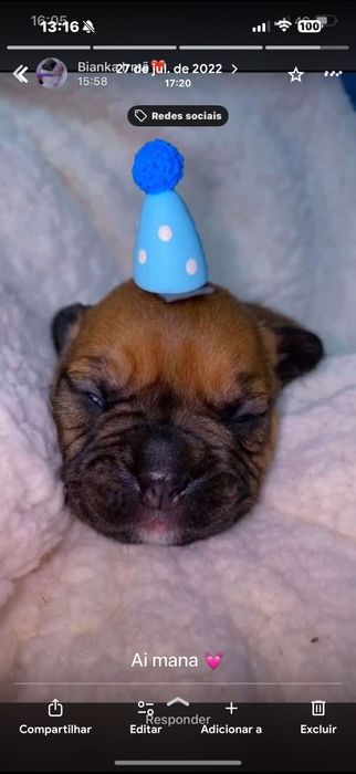 Cuidadora de animais