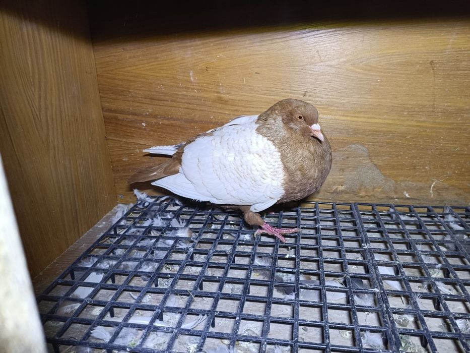 Ryś Samiec Żółty 2025