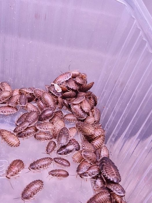 Karaczan argentyński [Blaptica Dubia] 1cm 300szt