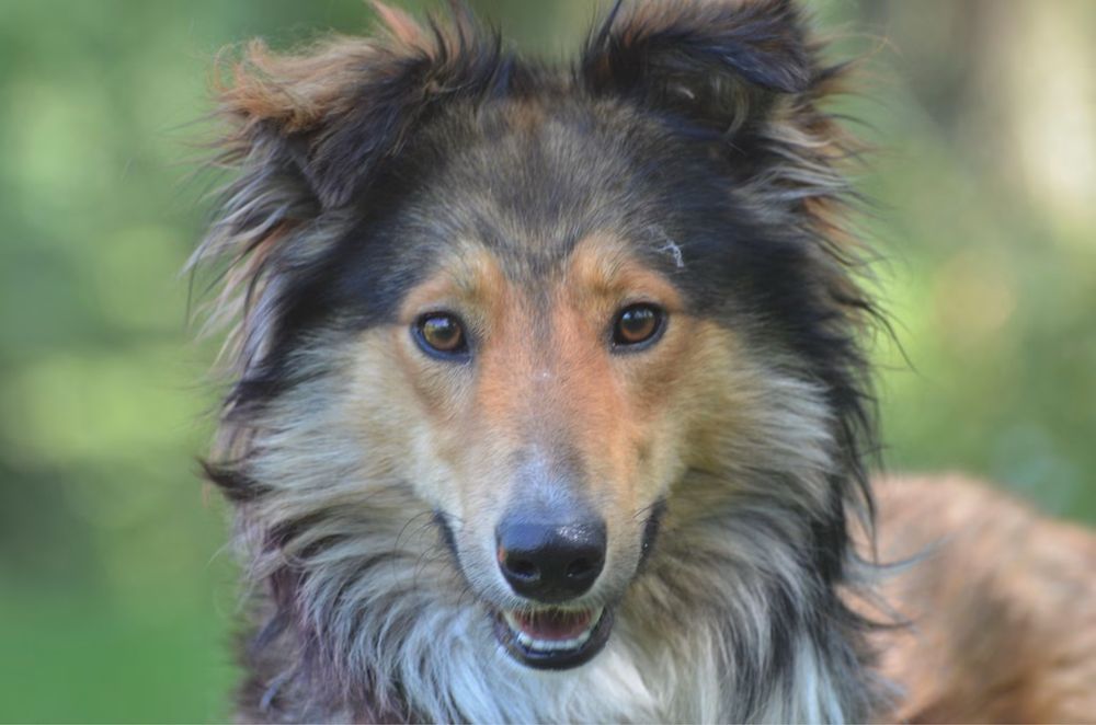 Archie- owczarek szkocki collie do adopcji