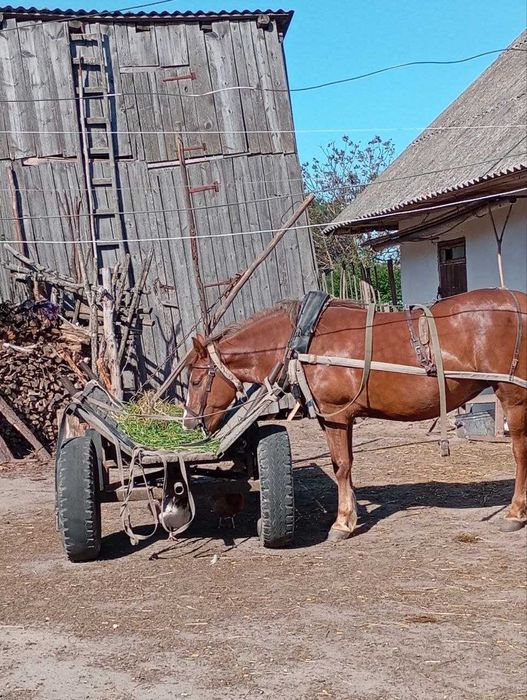 Продаж молодої кобили
