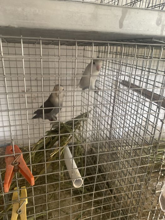 Vendo tudo ou troco por ring necks