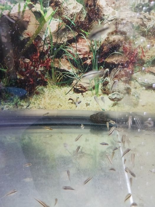 Peixes kribensis com oferta na compra de 10 oferta de mais dois