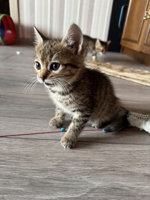 Кошенята в добрі руки
