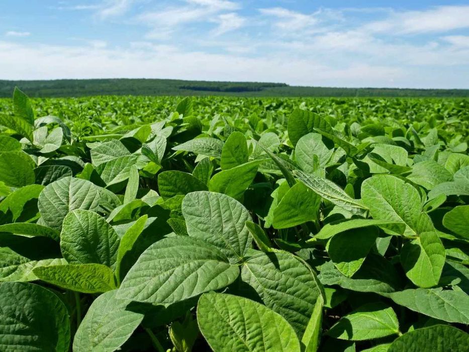 Soja ES Comandor czyszczona zbiór 2025