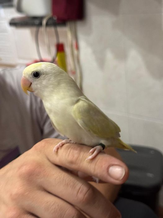 Agapornis domesticados muito meigos