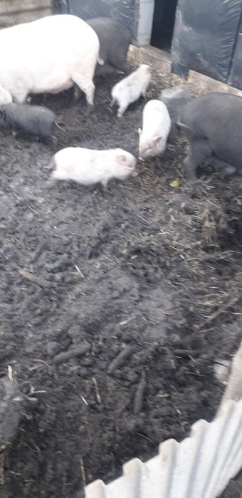 Вьетнамские поросята