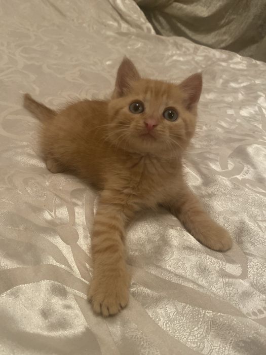 Спешите приобрести чудо