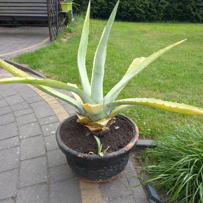 Agawy duze i małe