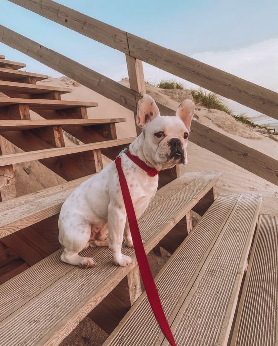 Bulldog macho fantastico