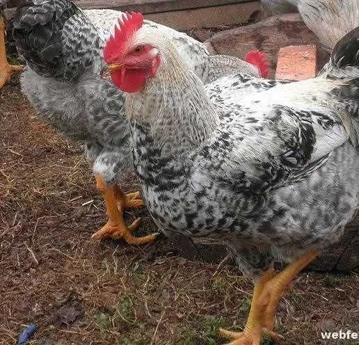 Інкубаційне яйце курей Мастер Грей.