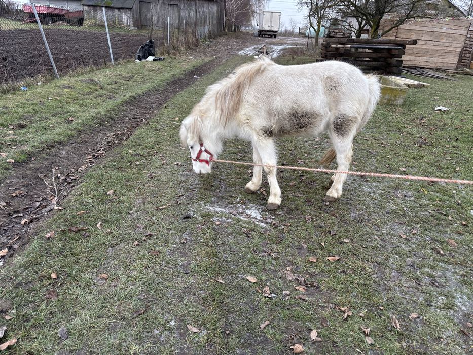 Sprzedam klacz kucyka