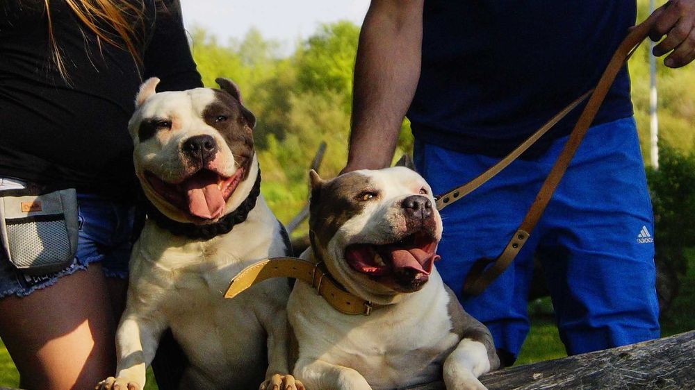 Szczeniak Amstaff,  samiec białogłowy, z rodowodem.  Błękitno pręgowany.