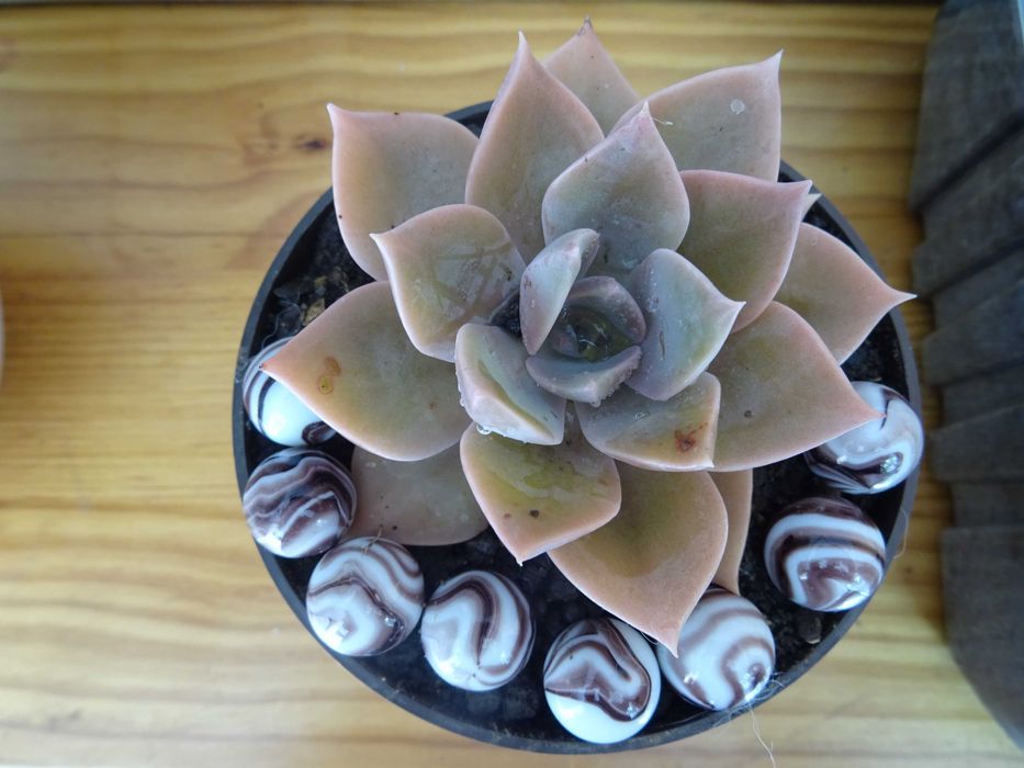 Plantas de interior/exterior suculentas