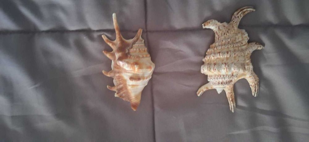 Búzios decoração