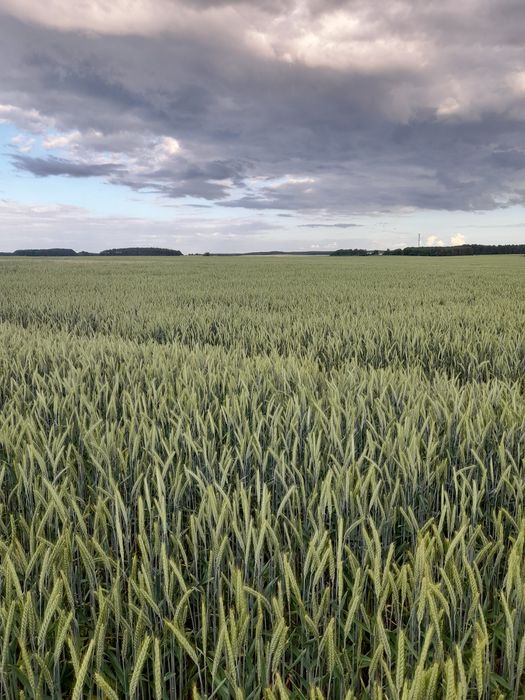 Sprzedam słomę z pokosu