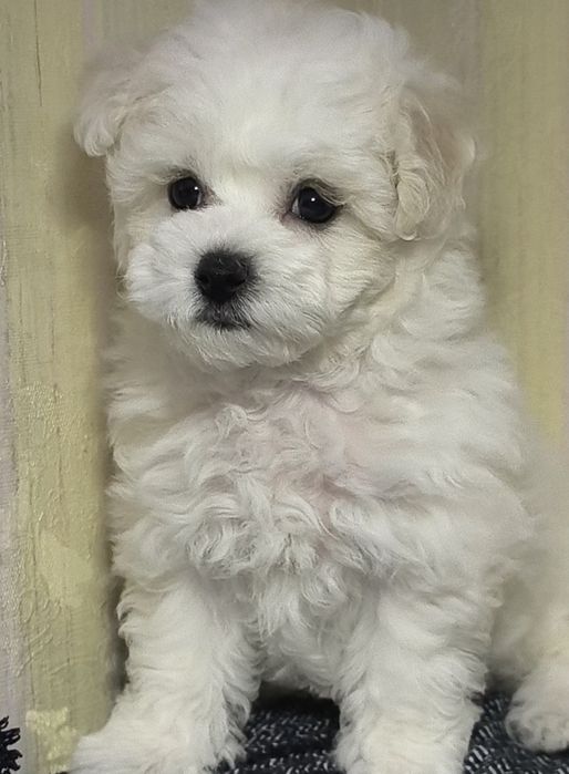 Бішон фрізе, КСУ, дівчинка