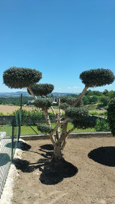 Oliveiras para jardim