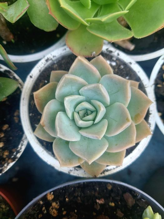 Suculentas 2€ cada