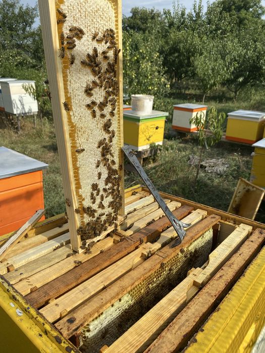 Продам бджолопакети Карніка