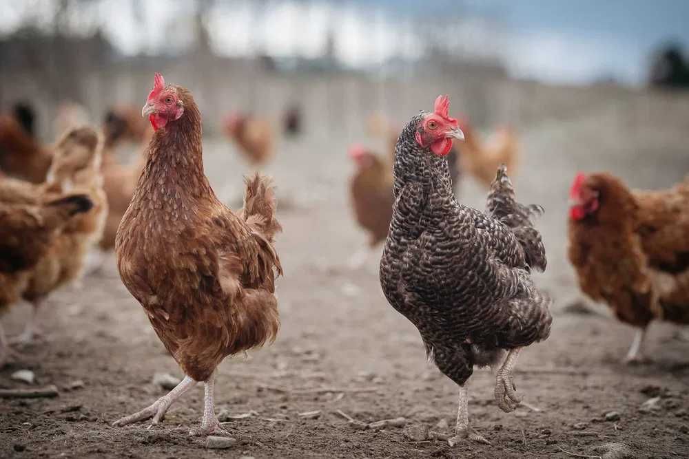 Kurki odchowane Rosa Leghorn Tuczna