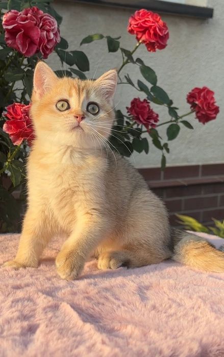 Шотландський Котик Золота шиншилка