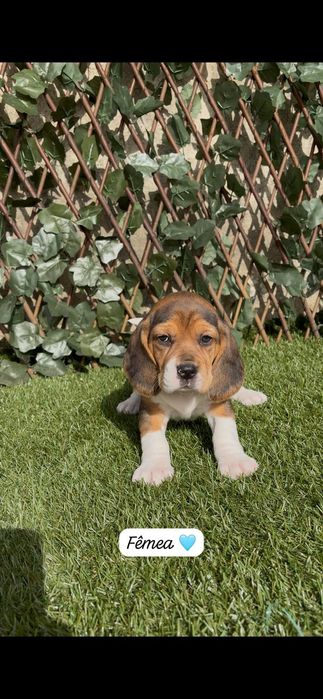 Excelente beagle fêmea