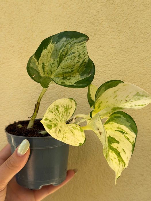 planta E. Happy Leaf