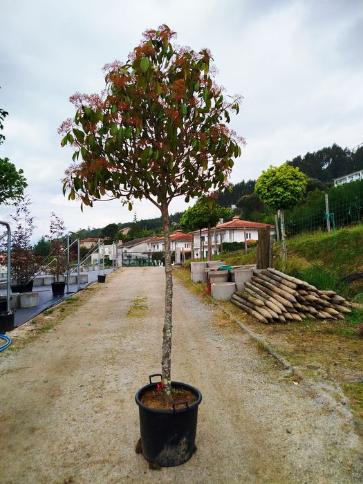 Planta Photinia Red Robin Copa- Vaso 50 L