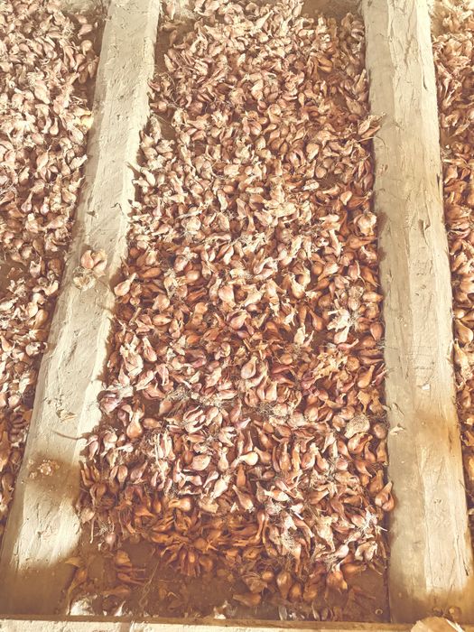 Шалот, корчуха, кущівка цибуля. Продам.