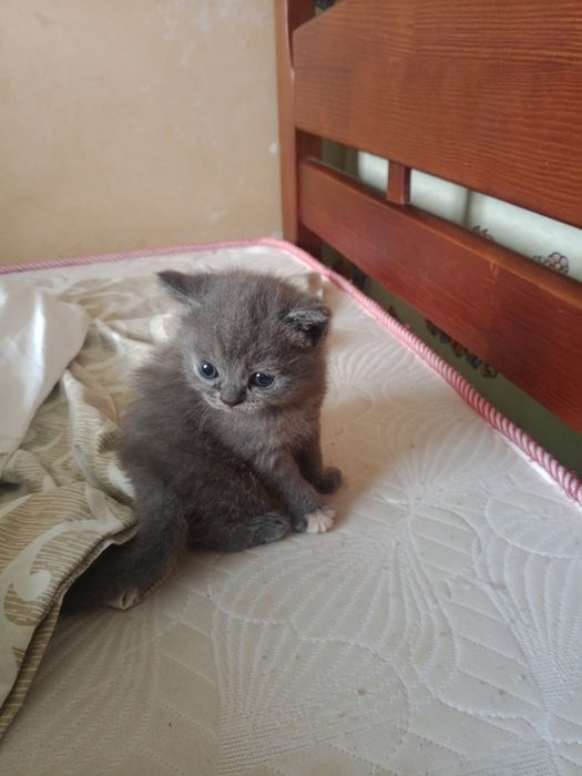 Продам прямовуху кішечку шотландської породи сірого окрасу