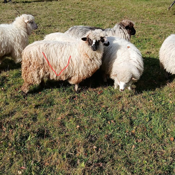Продам вівці барани ярки