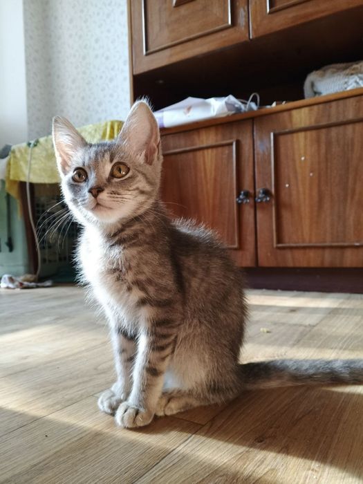 Отдам котят в хорошие руки