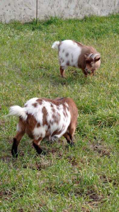 Cabras Anas e Crias Puras
