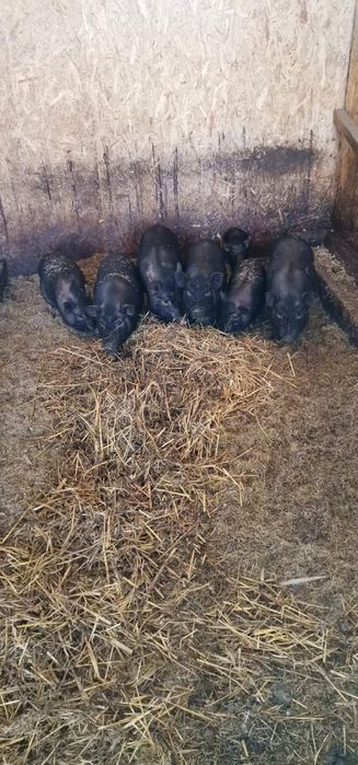 Вьетнамские поросята